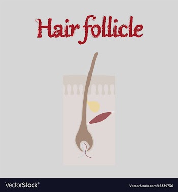 Human organ icon in flat style hair follicles vector image