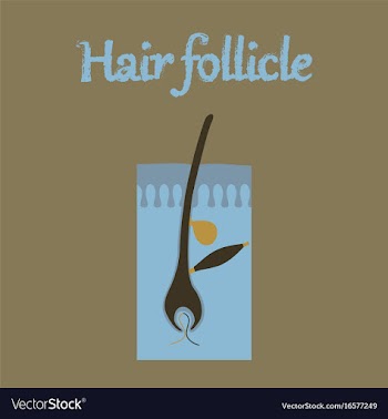 Human organ icon in flat style hair follicles vector image