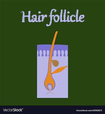 Human organ icon in flat style hair follicles vector image