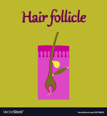 Human organ icon in flat style hair follicles vector image