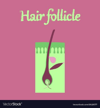 Human organ icon in flat style hair follicles vector image