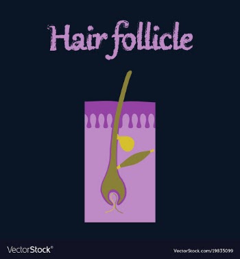 Human organ icon in flat style hair follicles vector image