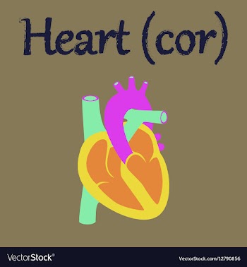 Human organ icon in flat style heart vector image