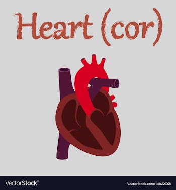 Human organ icon in flat style heart vector image