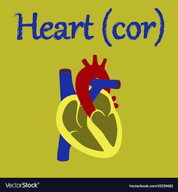 Human organ icon in flat style heart vector image