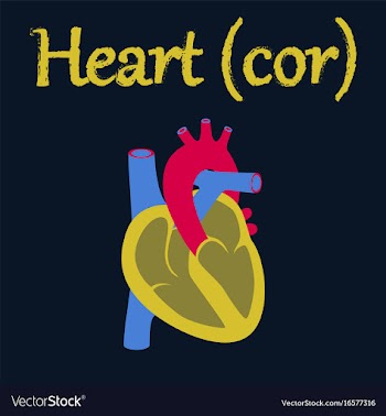 Human organ icon in flat style heart vector image