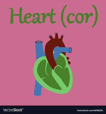 Human organ icon in flat style heart vector image
