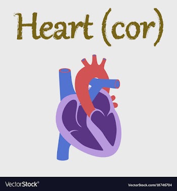 Human organ icon in flat style heart vector image