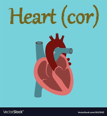 Human organ icon in flat style heart vector image