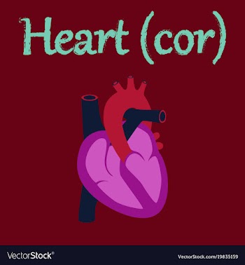 Human organ icon in flat style heart vector image