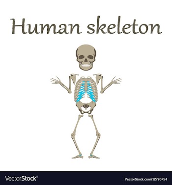 Human organ icon in flat style human skeleton vector image