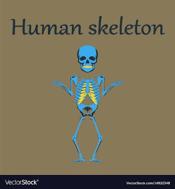Human organ icon in flat style human skeleton vector image