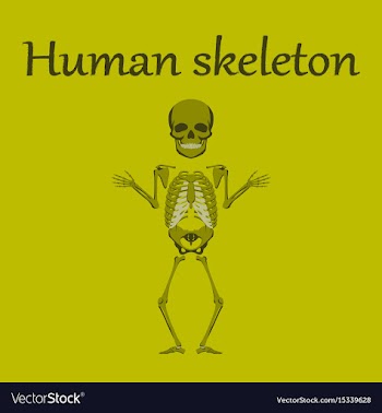 Human organ icon in flat style human skeleton vector image