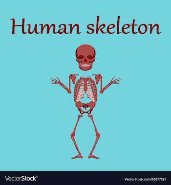Human organ icon in flat style human skeleton vector image