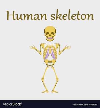 Human organ icon in flat style human skeleton vector image
