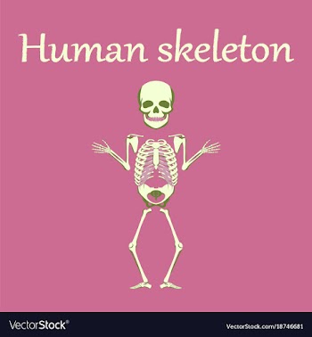Human organ icon in flat style human skeleton vector image