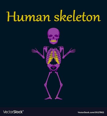 Human organ icon in flat style human skeleton vector image