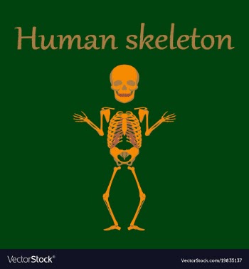 Human organ icon in flat style human skeleton vector image