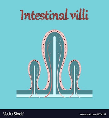 Human organ icon in flat style intestinal villi vector image