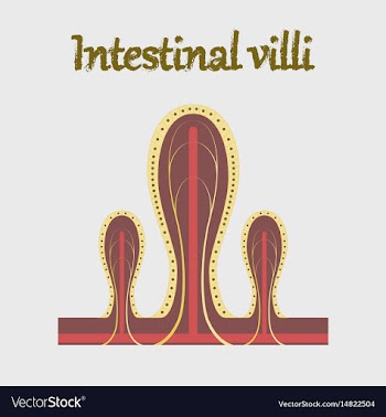 Human organ icon in flat style intestinal villi vector image
