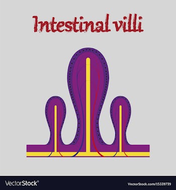 Human organ icon in flat style intestinal villi vector image