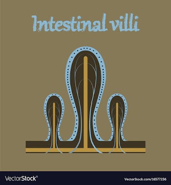 Human organ icon in flat style intestinal villi vector image