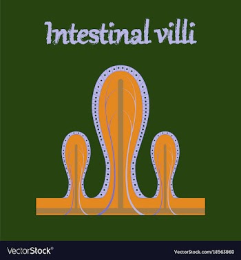 Human organ icon in flat style intestinal villi vector image