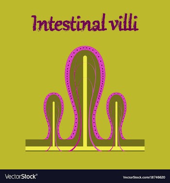Human organ icon in flat style intestinal villi vector image