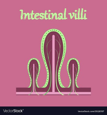 Human organ icon in flat style intestinal villi vector image
