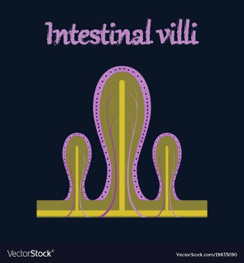 Human organ icon in flat style intestinal villi vector image
