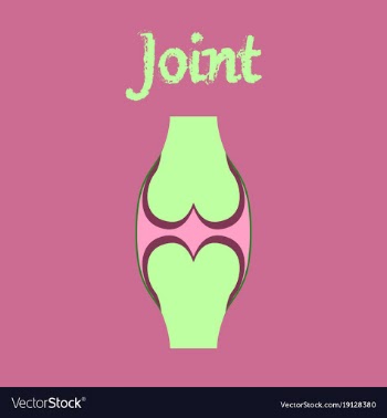 Human organ icon in flat style joint vector image
