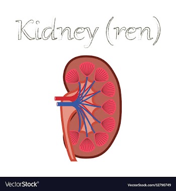 Human organ icon in flat style kidney vector image