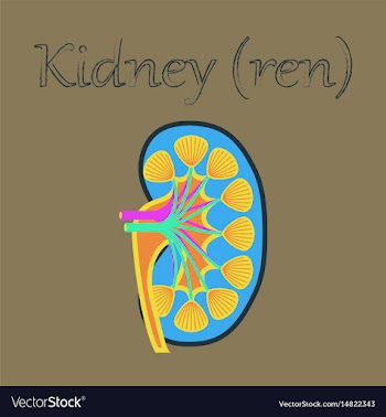Human organ icon in flat style kidney vector image