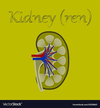 Human organ icon in flat style kidney vector image
