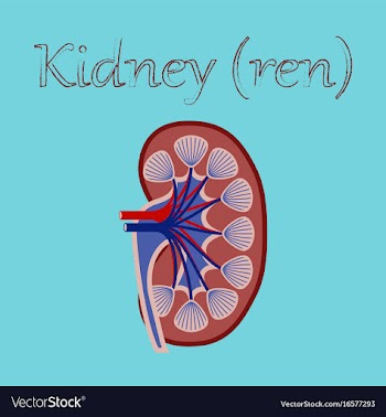 Human organ icon in flat style kidney vector image