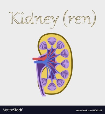 Human organ icon in flat style kidney vector image