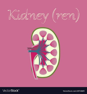 Human organ icon in flat style kidney vector image