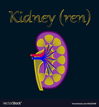 Human organ icon in flat style kidney vector image