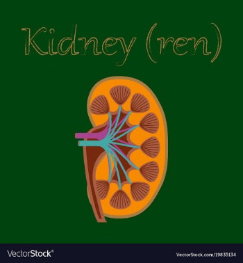 Human organ icon in flat style kidney vector image