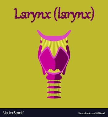 Human organ icon in flat style larynx vector image