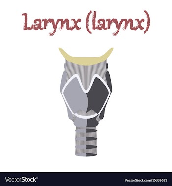 Human organ icon in flat style larynx vector image