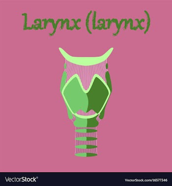 Human organ icon in flat style larynx vector image