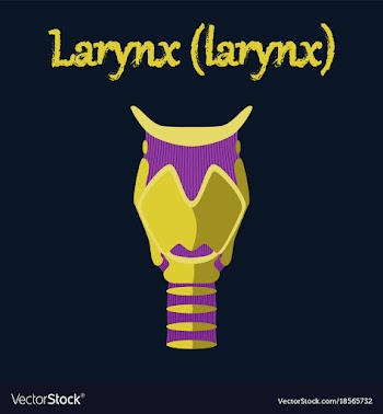 Human organ icon in flat style larynx vector image