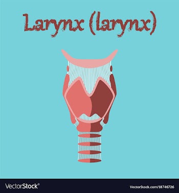 Human organ icon in flat style larynx vector image