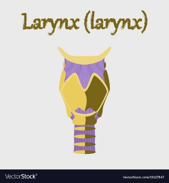 Human organ icon in flat style larynx vector image