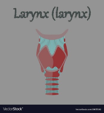 Human organ icon in flat style larynx vector image