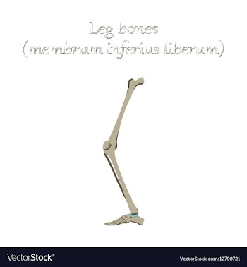 Human organ icon in flat style leg bone vector image
