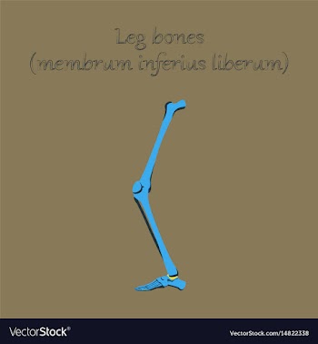 Human organ icon in flat style leg bone vector image