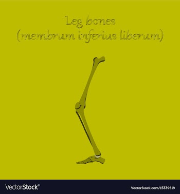 Human organ icon in flat style leg bone vector image