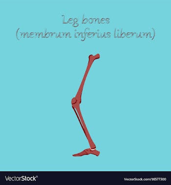 Human organ icon in flat style leg bone vector image
